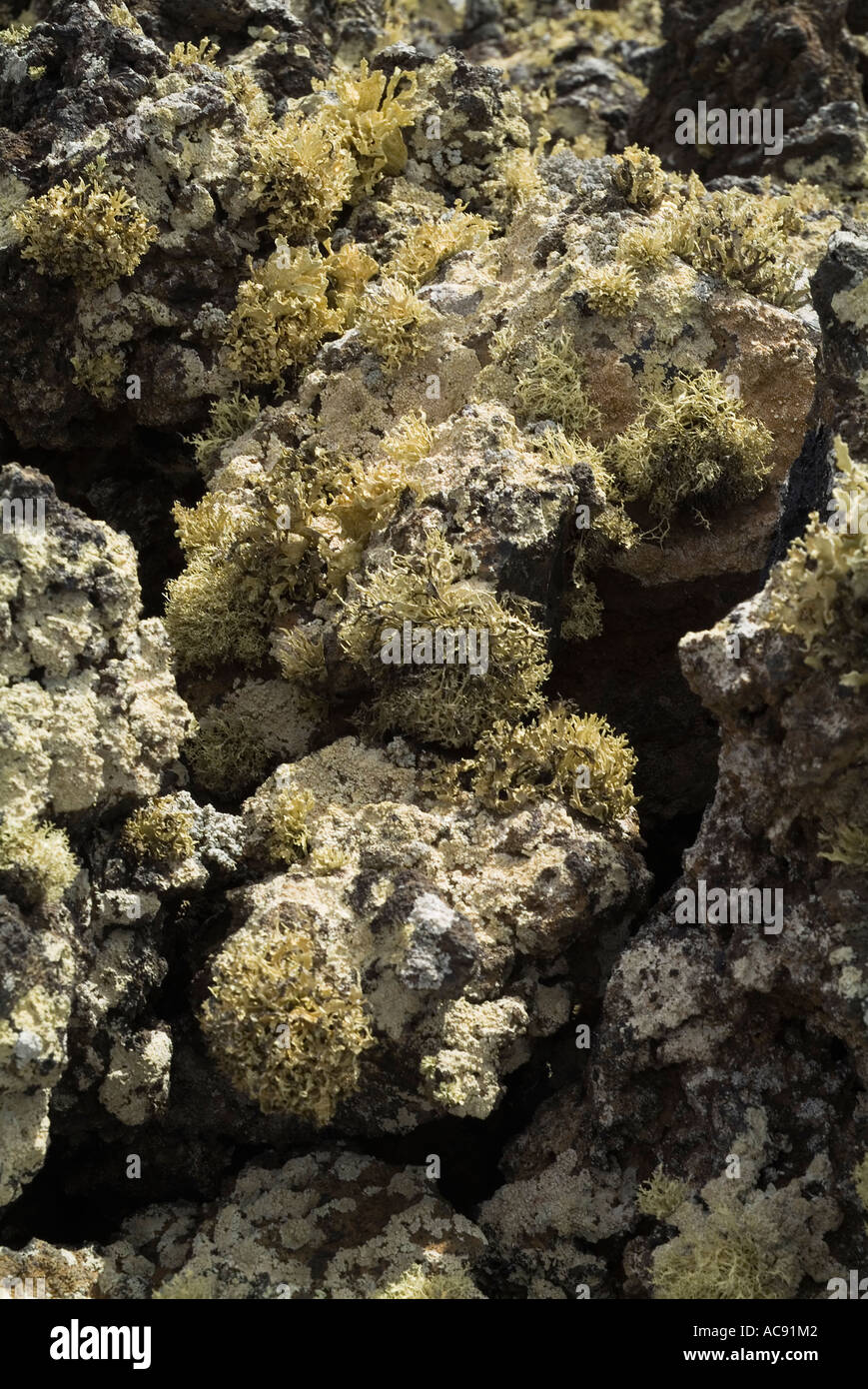 dh LAVA LANZAROTE Volcanic Aa Aa lava bed with lichen fungi geology