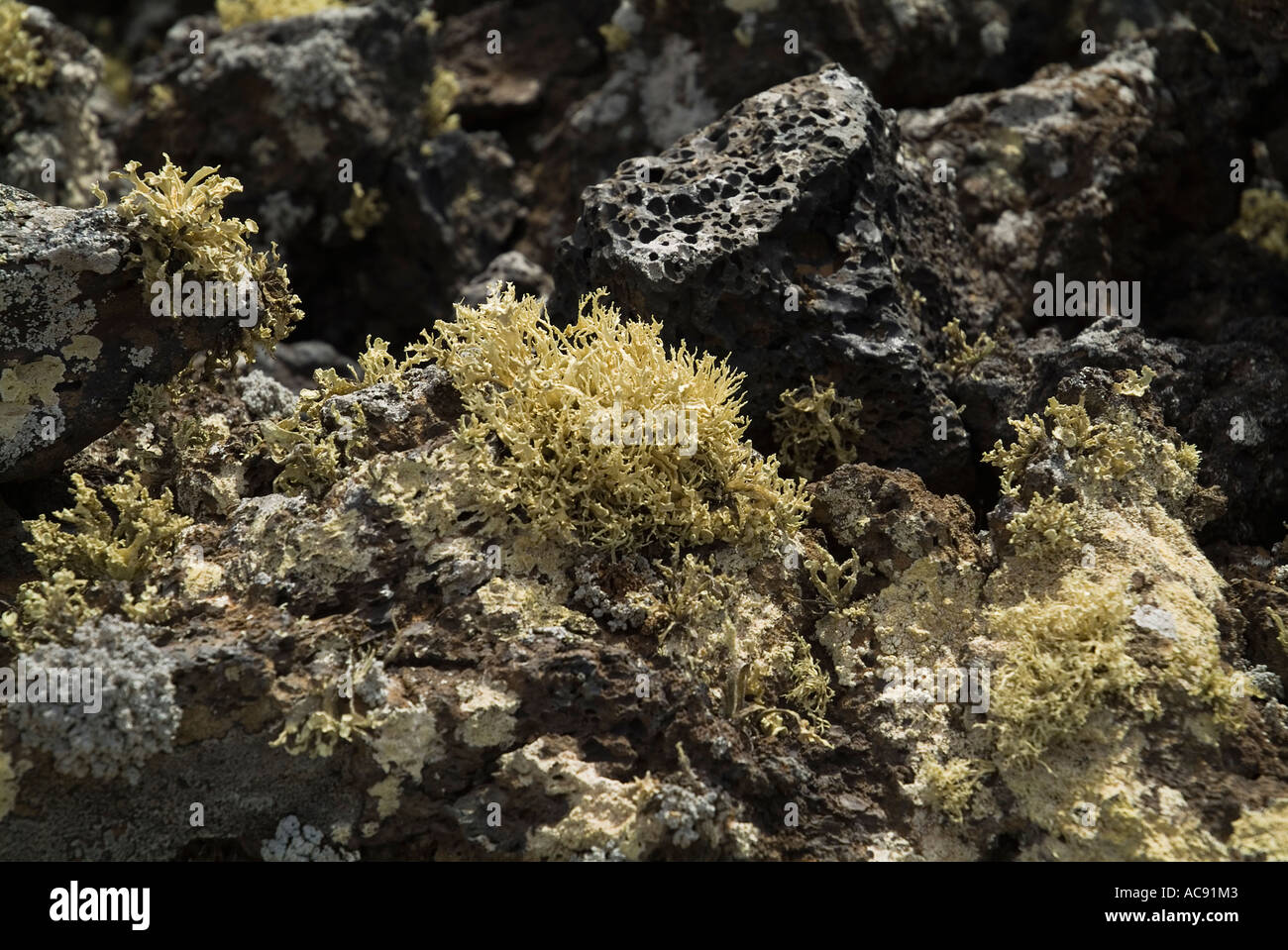 dh LAVA LANZAROTE Volcanic Aa Aa lava bed with lichen fungi algae leafy