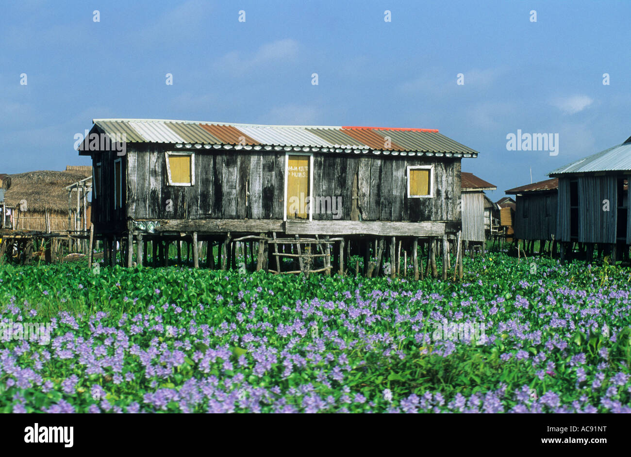 House on stilts amongst dense aquatic vegetation Ganvie; Benin Stock Photo