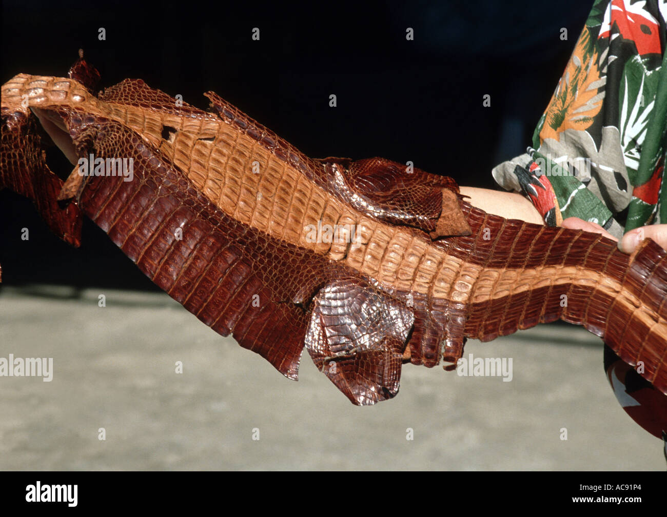 crocodile skin, confiscated by custom Stock Photo