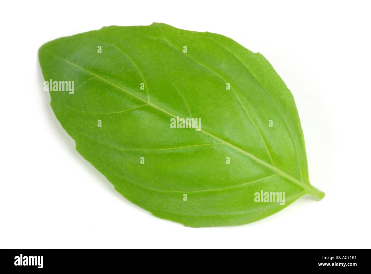 sweet basil (Ocimum basilicum), single leave Stock Photo