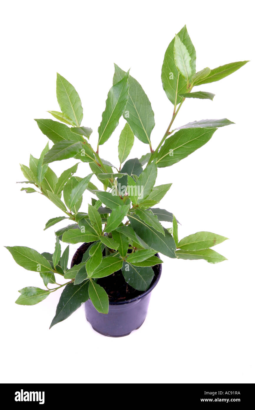 Potted trees top view hires stock photography and images Alamy