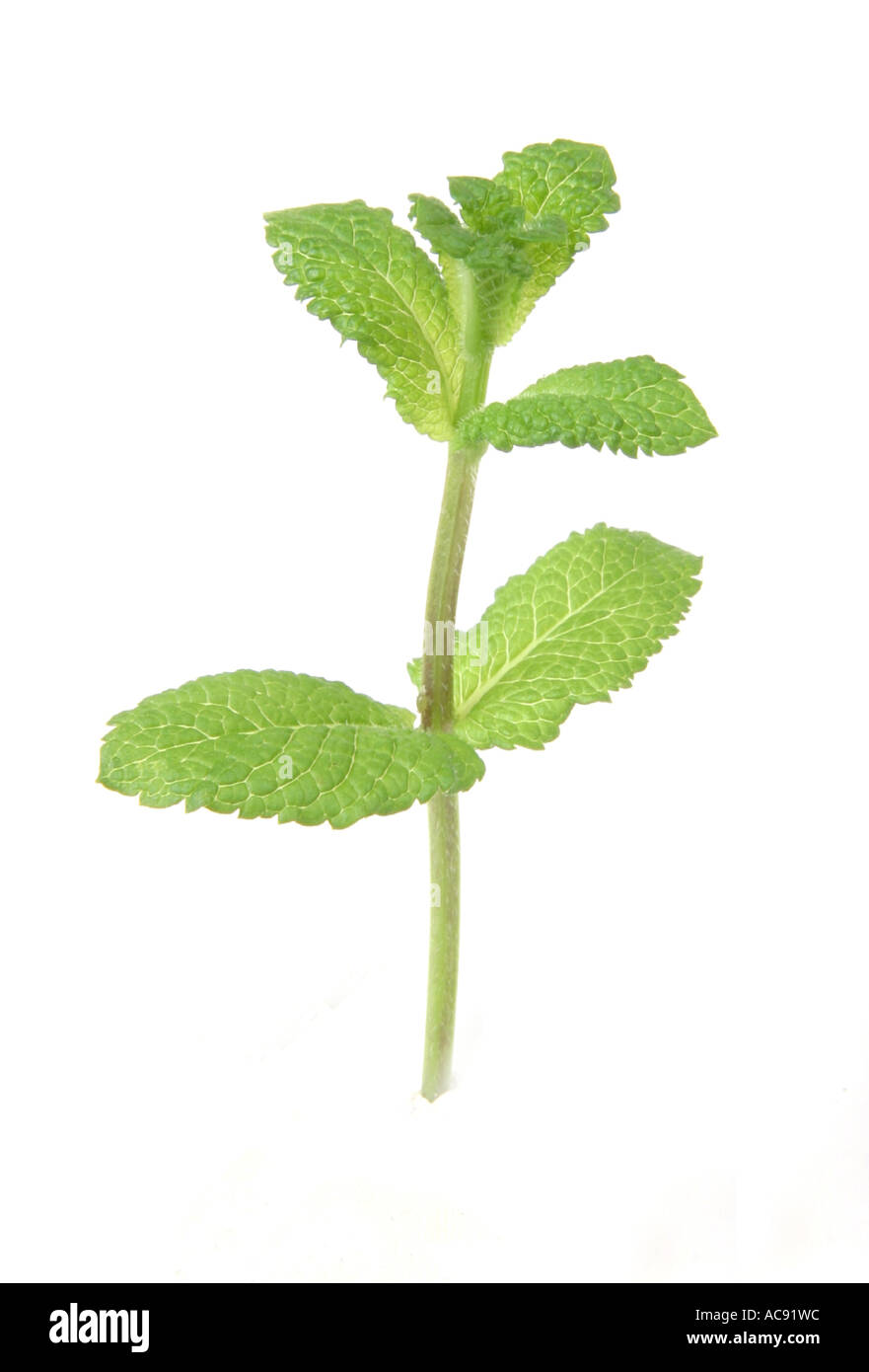 spanish peppermint (Mentha piperita, Mentha x piperita), leaves Stock Photo Alamy