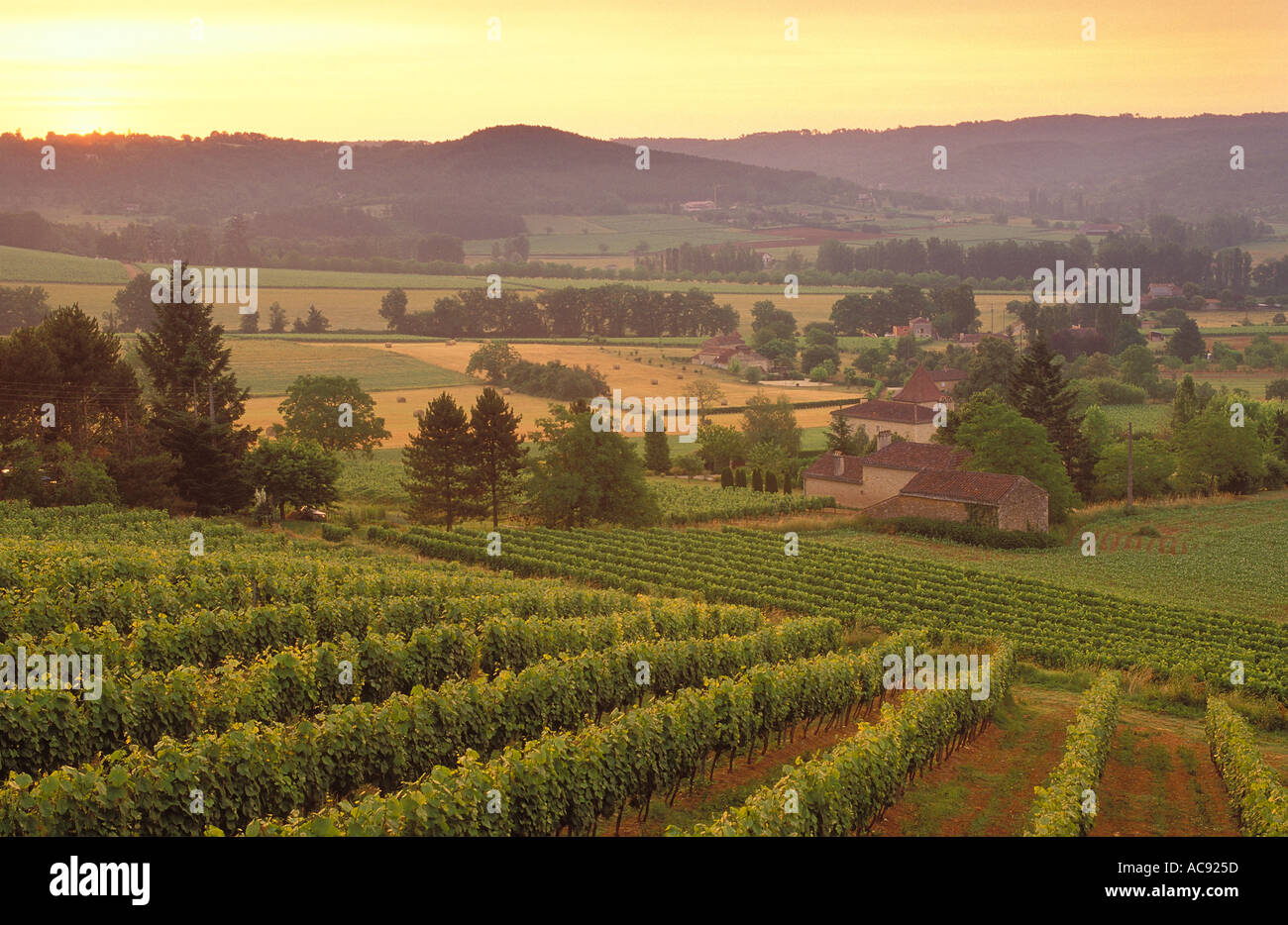 Vineyard nr Cahors Lot Valley France Stock Photo