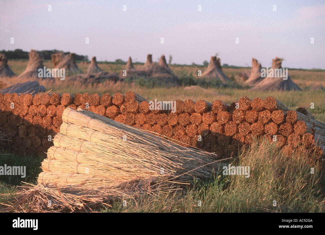 Cutted reed hi-res stock photography and images - Alamy