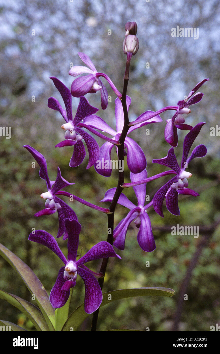 orchis family (Orchidaceae), at Andromeda Garden, Barbados Stock Photo