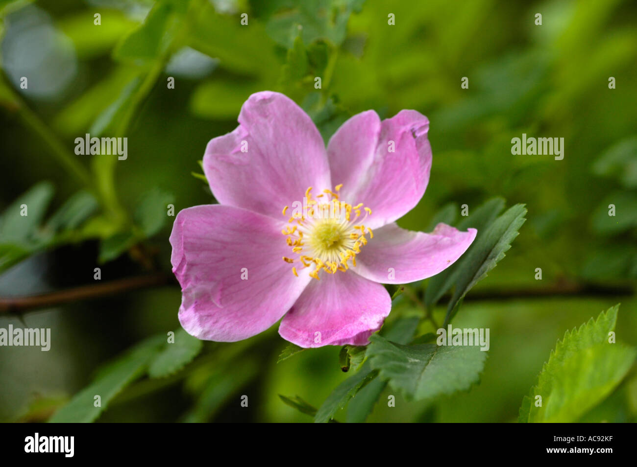 Pink flower of Himalayan Musk Rose Rosaceae Rosa brunonii Lindl