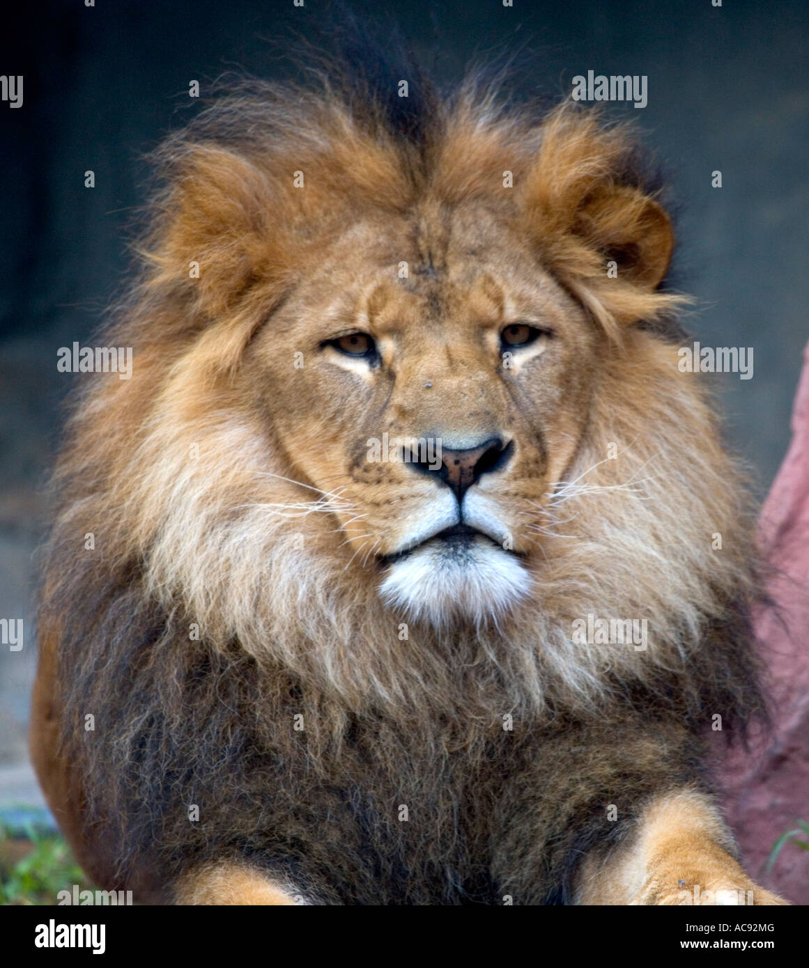 African Lion  Zoo de Granby