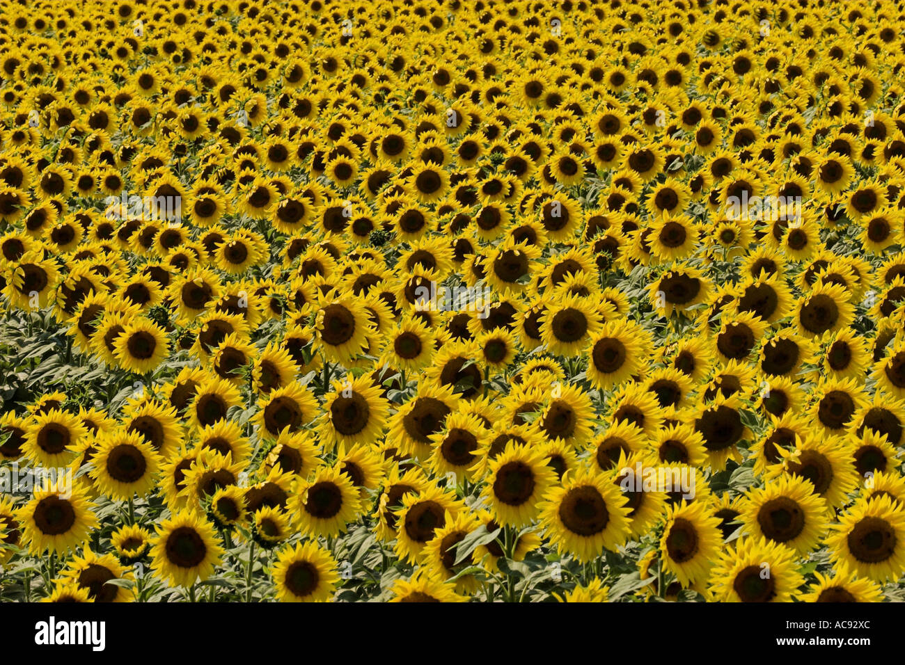common sunflower (Helianthus annuus), dense sunflower field, France, Provence Stock Photo Alamy