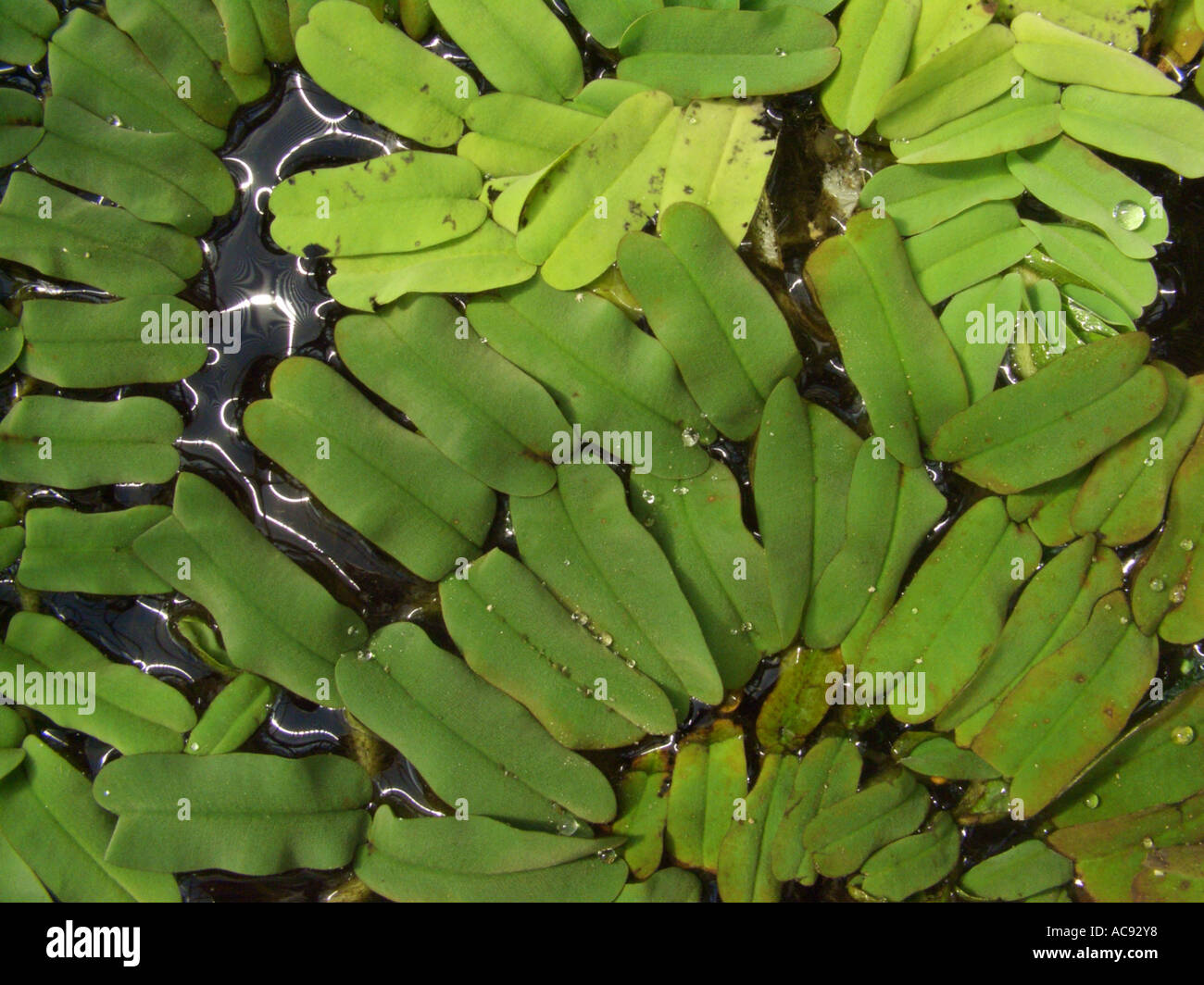 water fern (Salvinia oblongifolia), floating plants Stock Photo