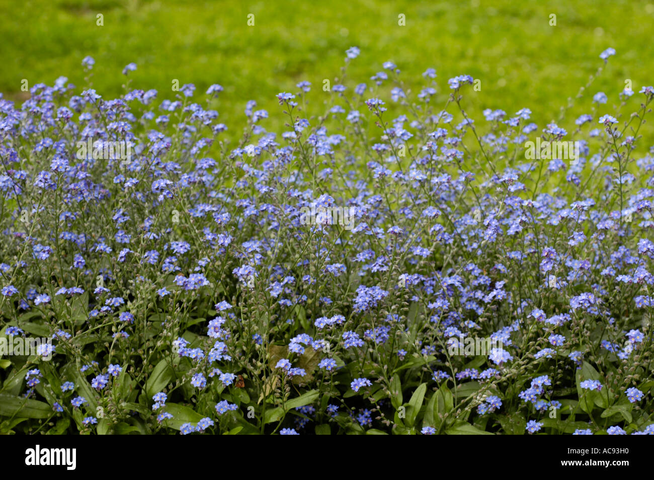 Blue flowers of Alaska state plant field forget me not plant Boraginaceae Myosotis arvensis Stock Photo