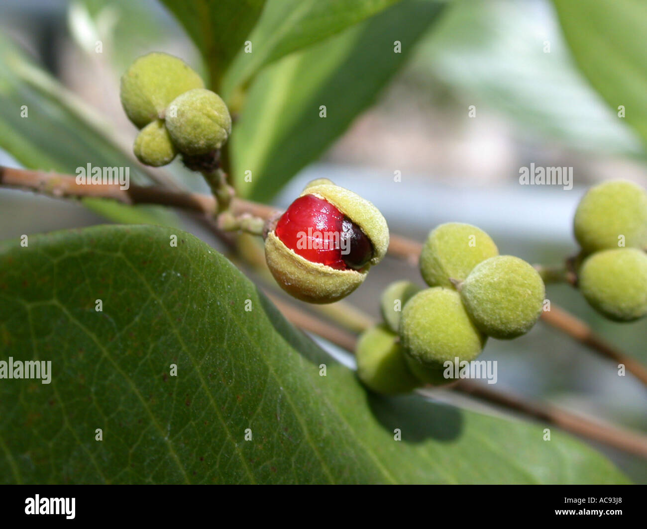 fruit Nephelium leiocarpum Stock Photo