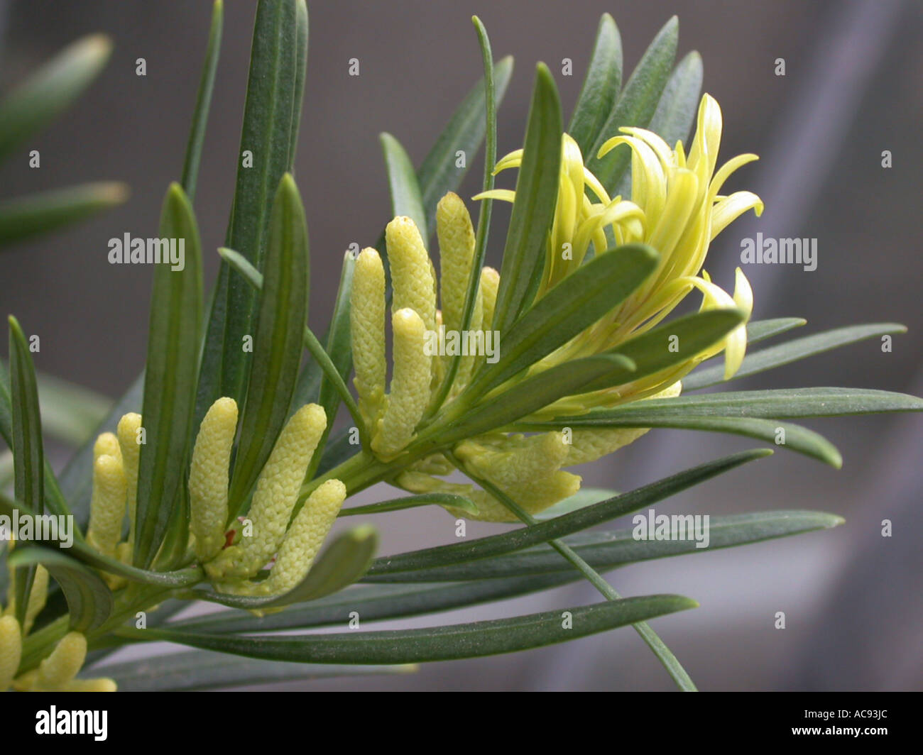 male inflorescences catkins Podocarpus neriifolius Stock Photo