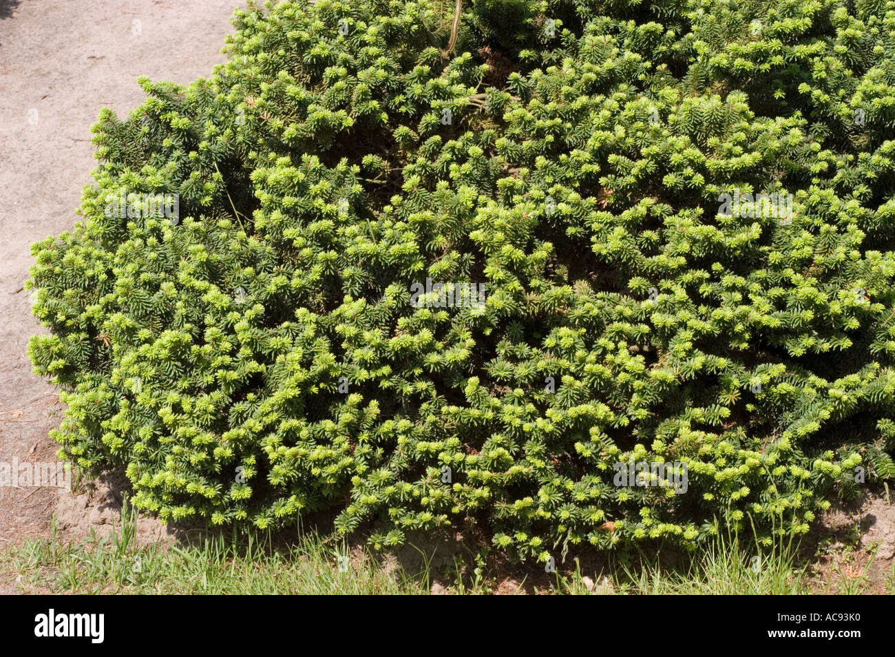 Dwarf Balsam fir Pinaceae Abies balsamea Nana Stock Photo