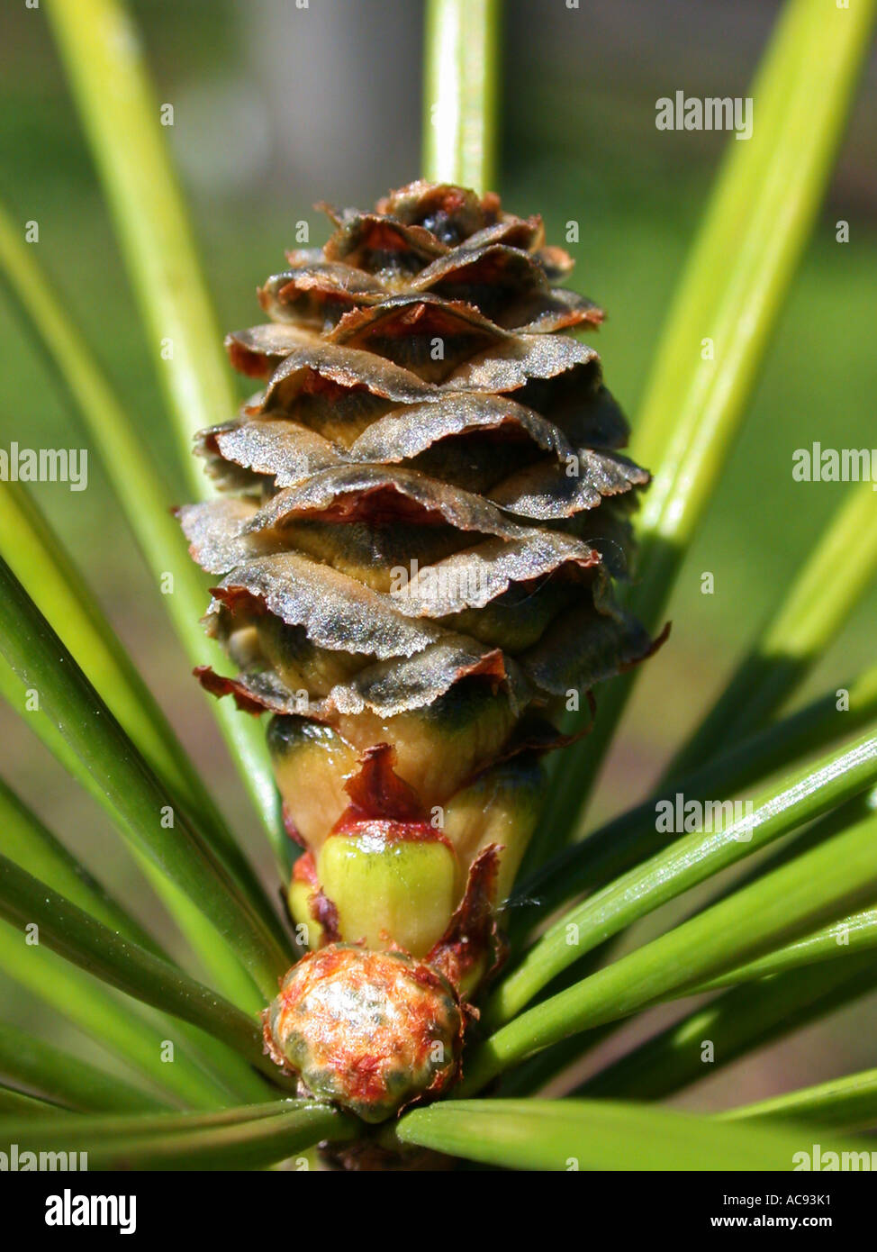 umbrella pine (Sciadopitys verticillata), living fossil, young cone Stock Photo