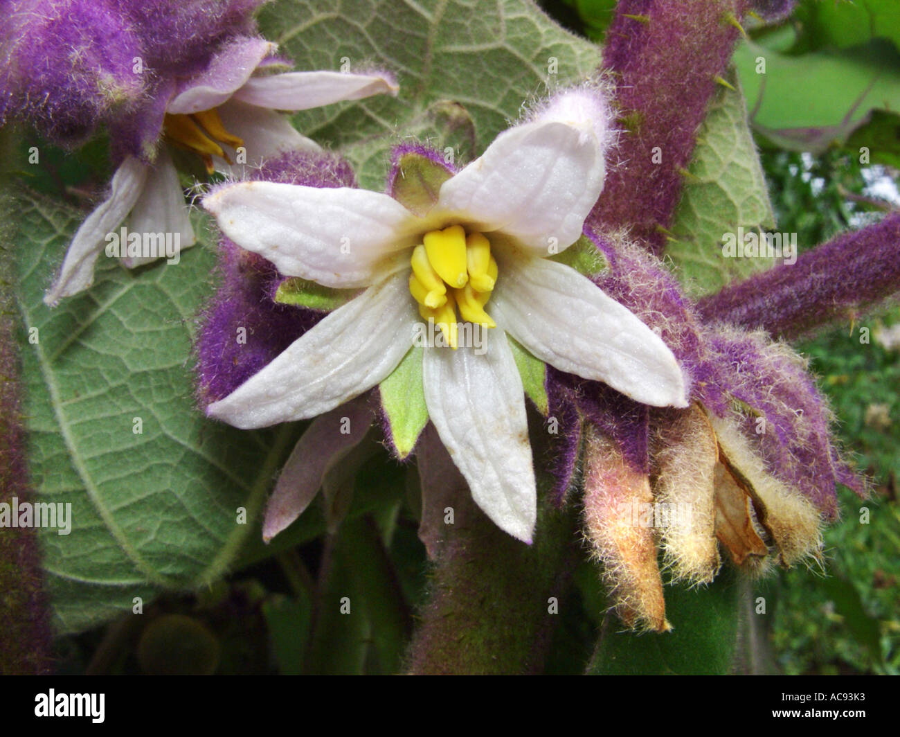 Naranjilla, Lulo (Solanum quitoense), flower Stock Photo
