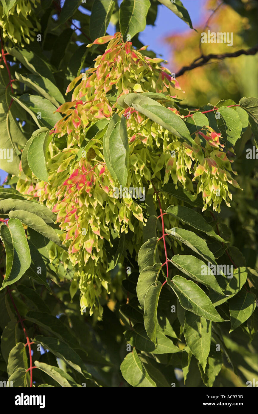 Manna Ash, Flowering Ash (Fraxinus ornus), leaves and fruits, France