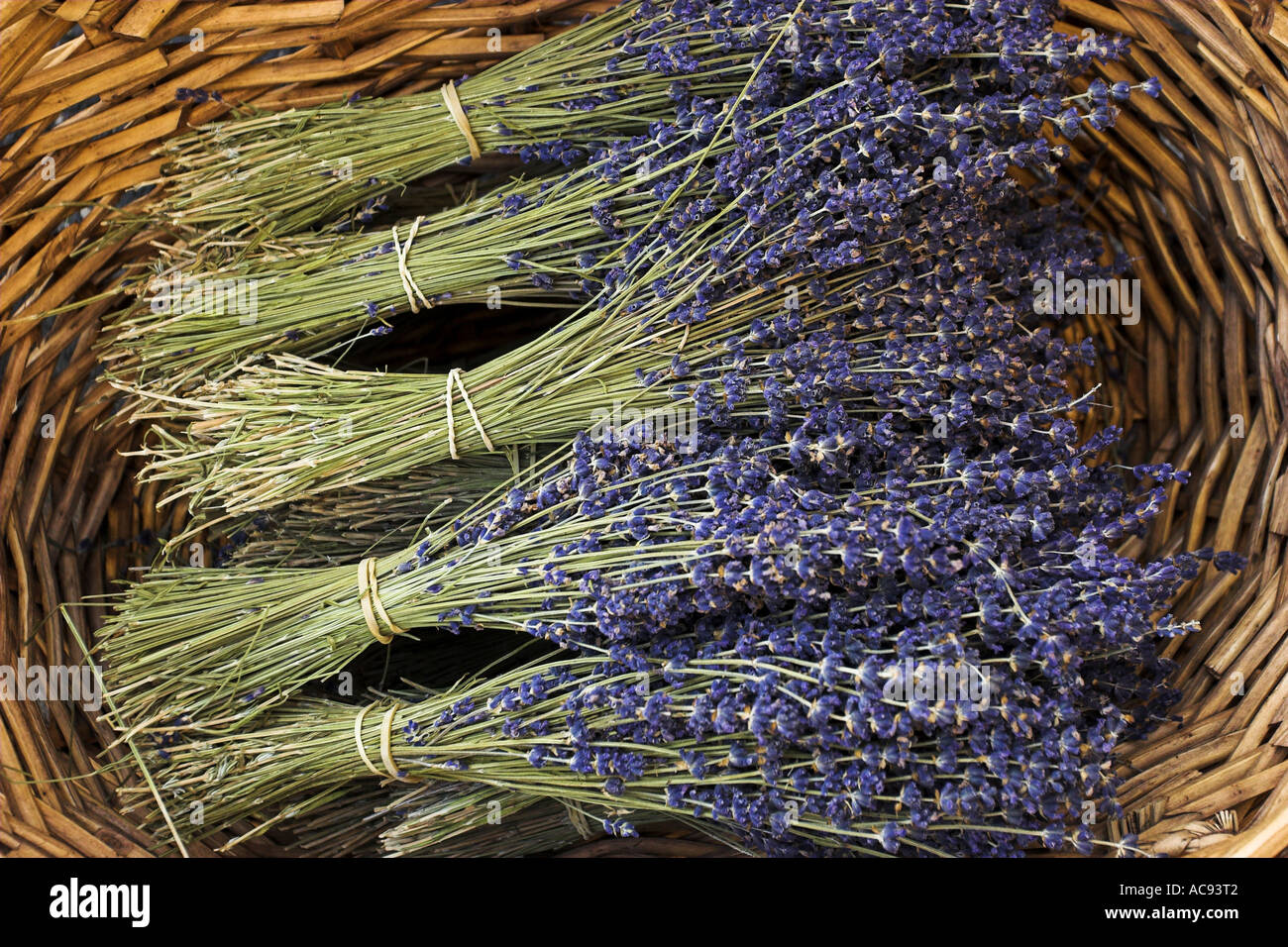 lavender (Lavandula angustifolia, Lavandula officinalis), basket with