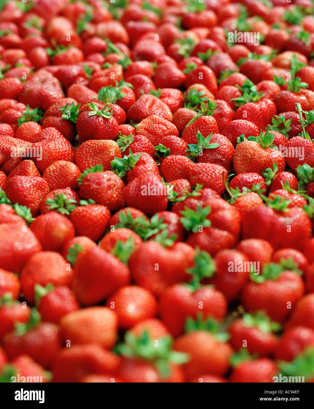 pile of strawberries Stock Photo Alamy