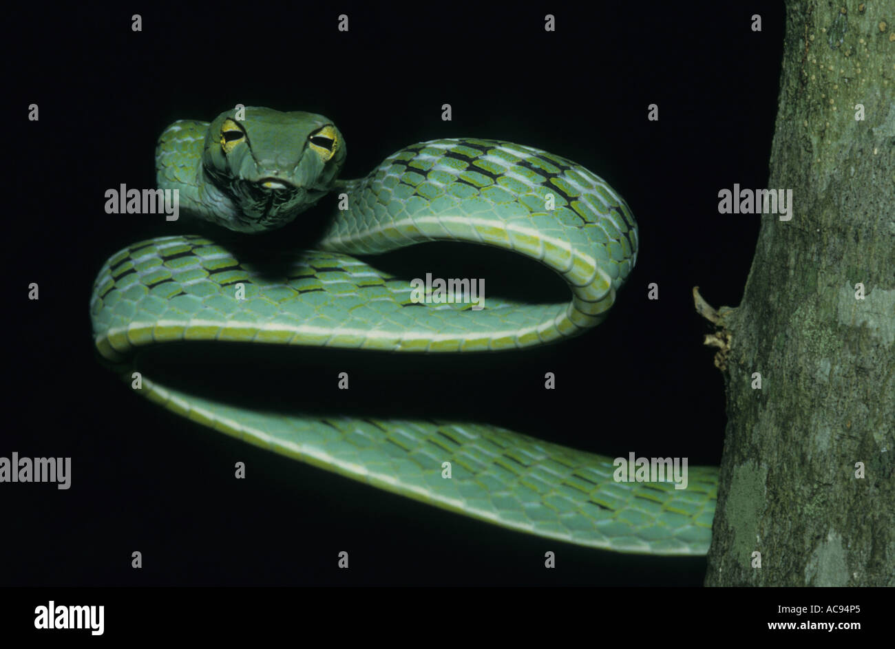 long-nosed tree snake, long-nosed whipsnake, Oriental whipsnake (Ahaetulla prasina), view from front, Indonesia, Sumatra Stock Photo