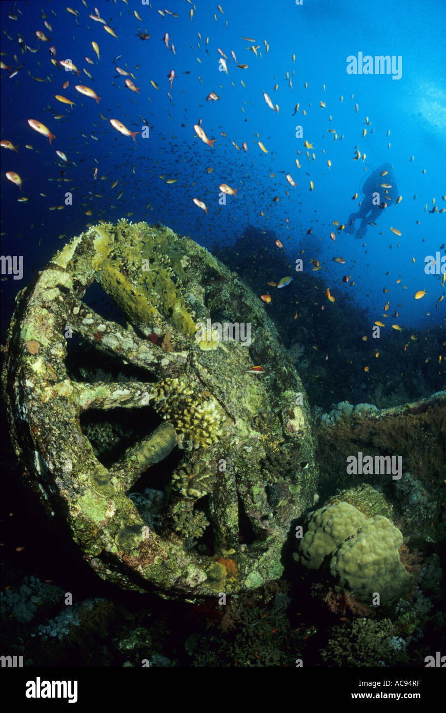 wreck of the Numibia, Egypt Stock Photo - Alamy