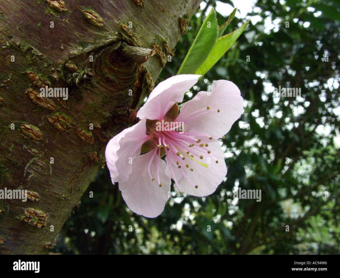 sweet almond (Prunus amygdalus var. dulcis, Prunus dulcis var. dulcis), flowering short shoot at the stem Stock Photo
