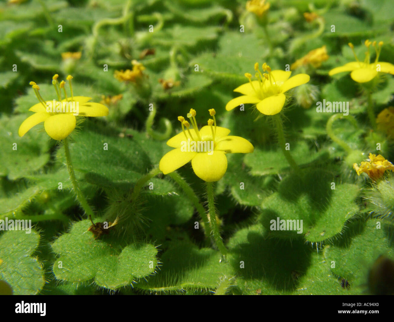 balearic moneywort (Sibthorpia africana), flowers, endemic of the Balearic Islands Stock Photo