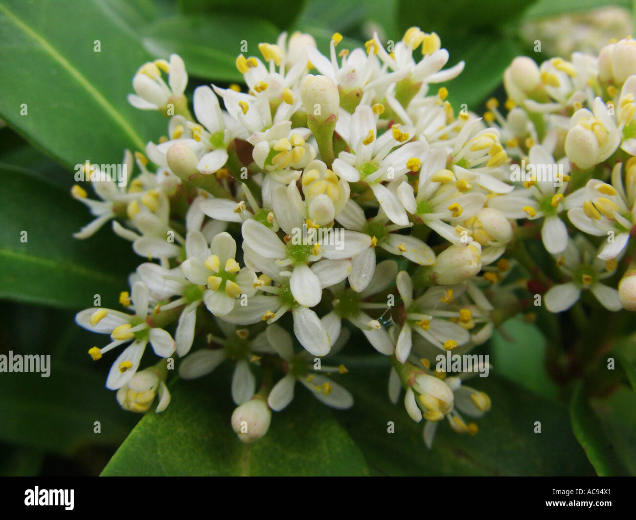 Japanese Skimmia (Skimmia japonica), flowers Stock Photo