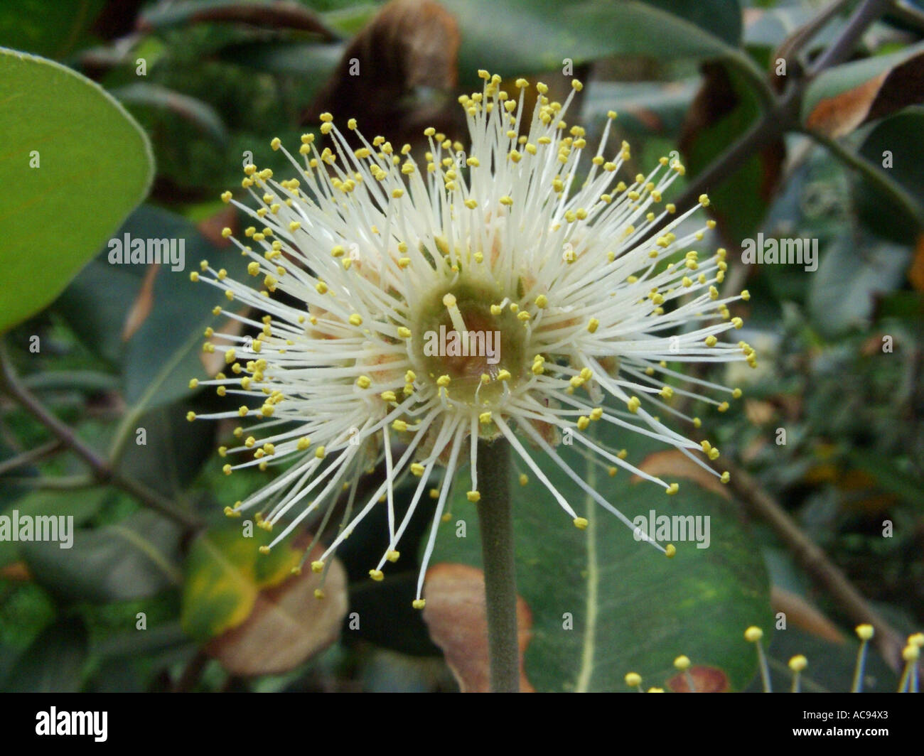 turpentine, turpentine tree (Syncarpia glomulifera), inflorescence, distribution: Australia Stock Photo