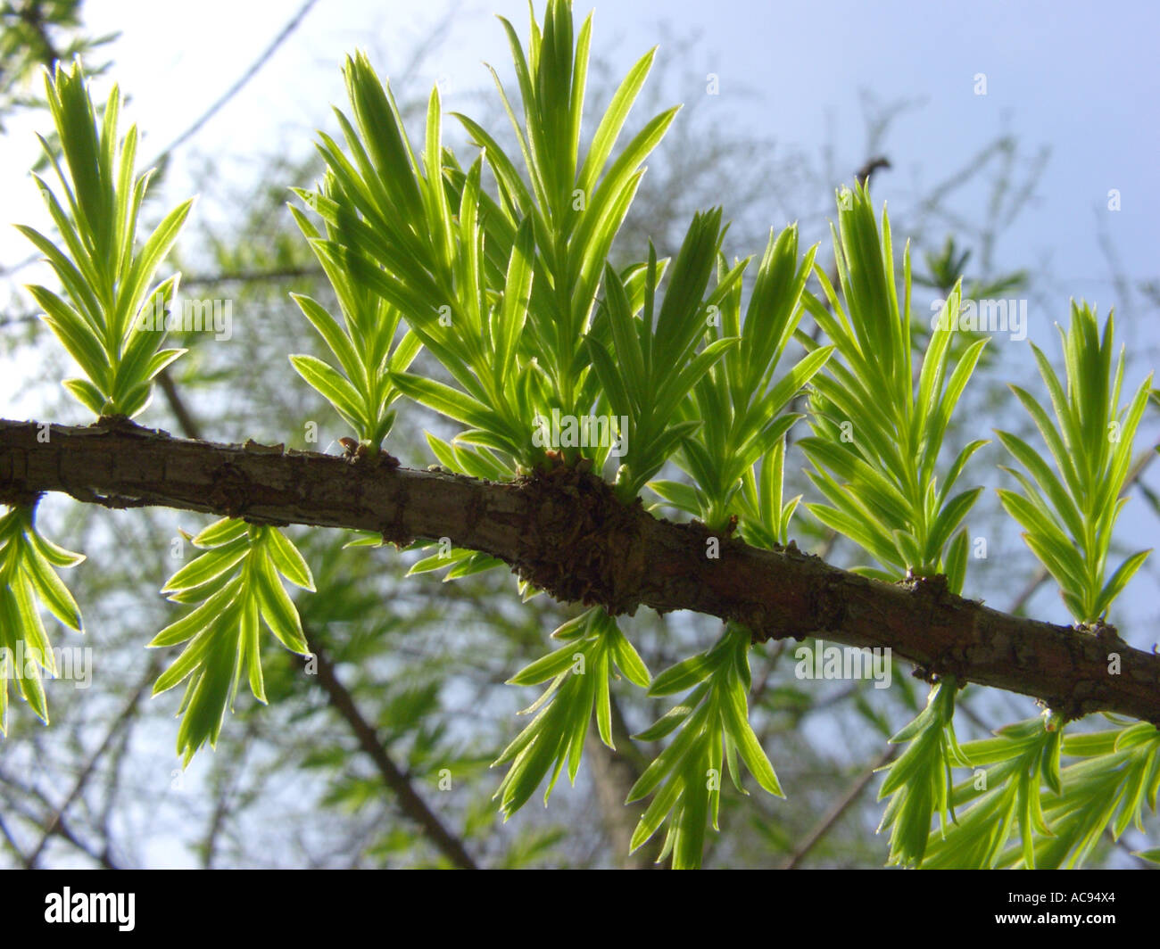 baldcypress (Taxodium distichum), living fossil, leaf shoots in backlight Stock Photo