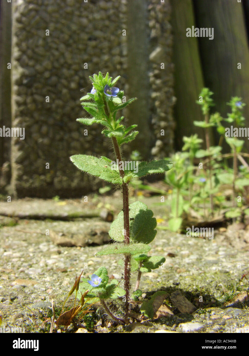 common speedwell, corn speedwell, wall speedwell (Veronica arvensis), flowering plant on a pavement Stock Photo