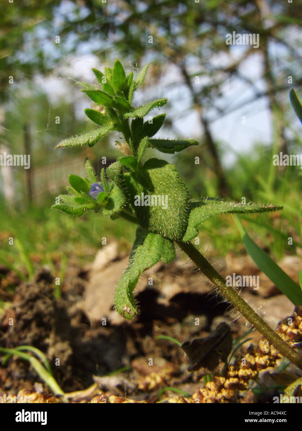 common speedwell, corn speedwell, wall speedwell (Veronica arvensis), flowering plant on industrial wasteland, Germany, North R Stock Photo