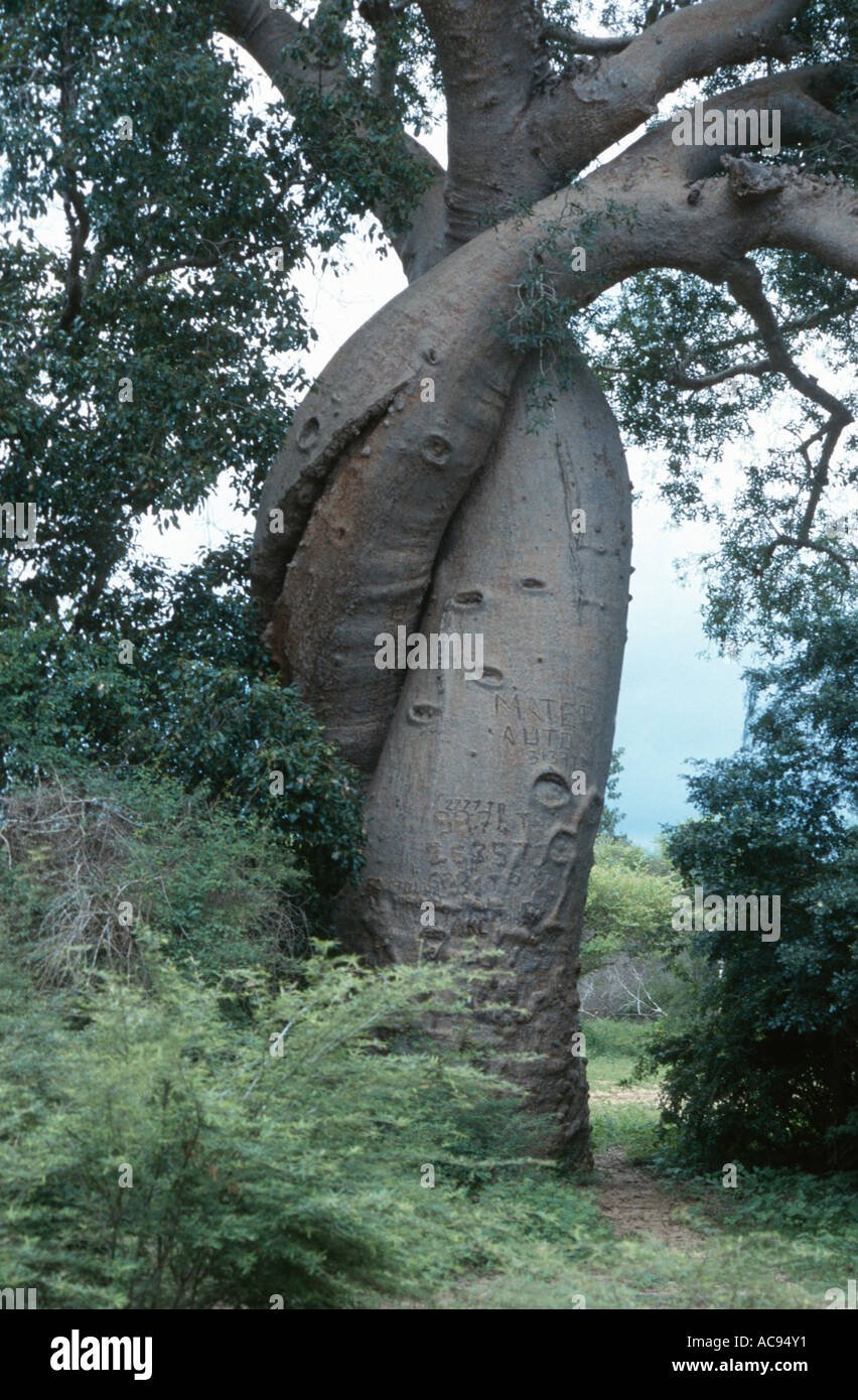 baobab (Adansonia fony (Adansonia rubrostipa)), the famous Baobab d'amour on Madagascar, stems winded around each other, Madaga Stock Photo