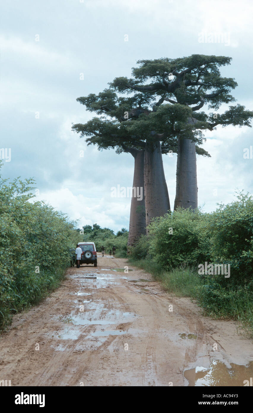 baobab (Adansonia grandidieri), trees in Madagascar at the border of ...