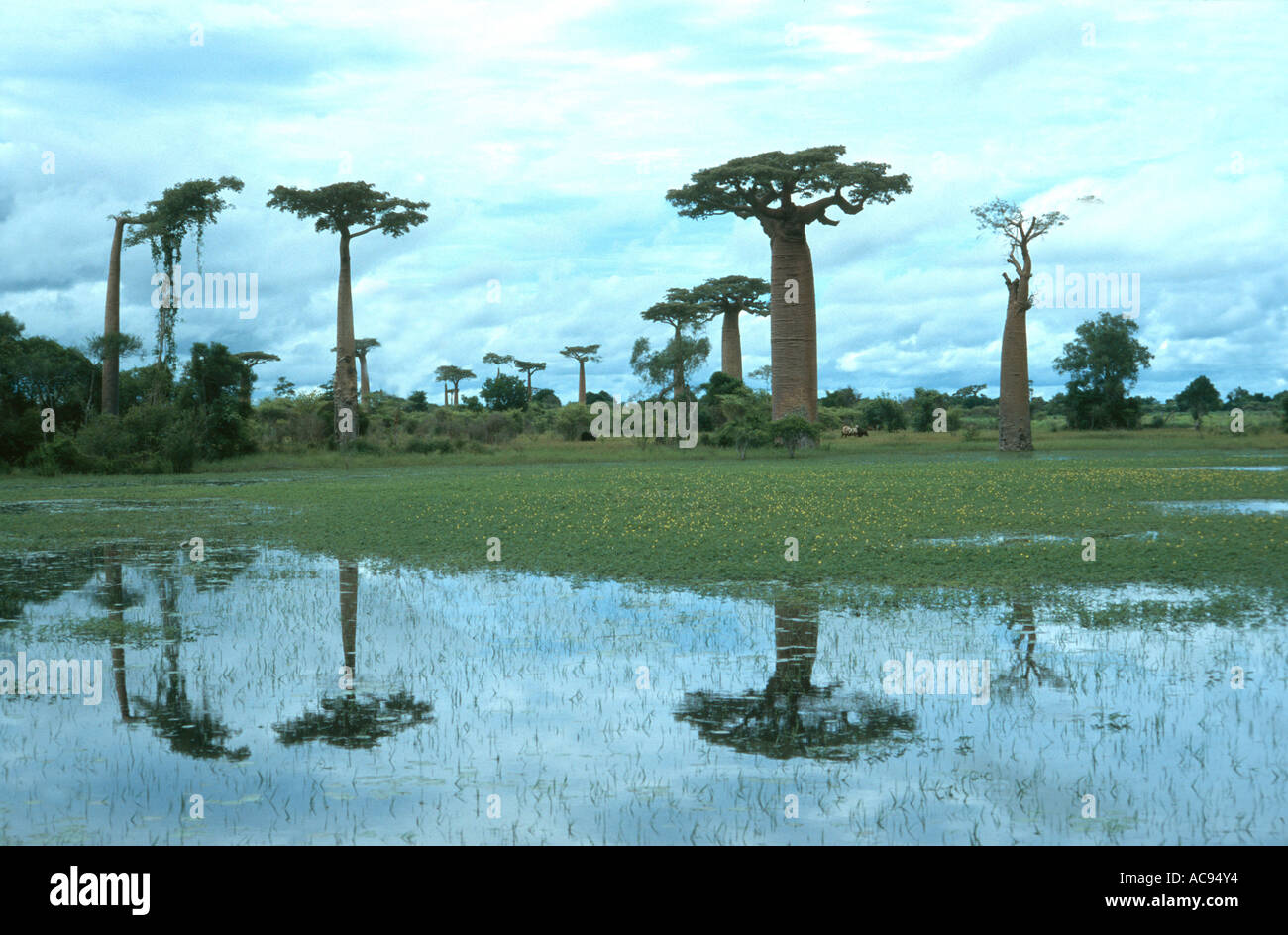 baobab (Adansonia grandidieri), trees in Madagascar, reflecting in the ...