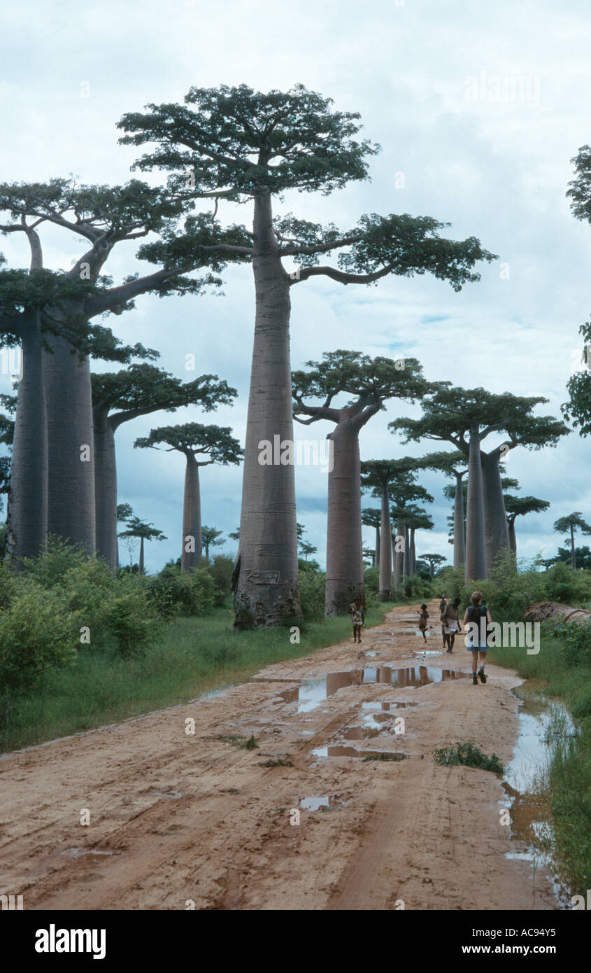 baobab (Adansonia grandidieri), trees in Madagascar at the border of ...