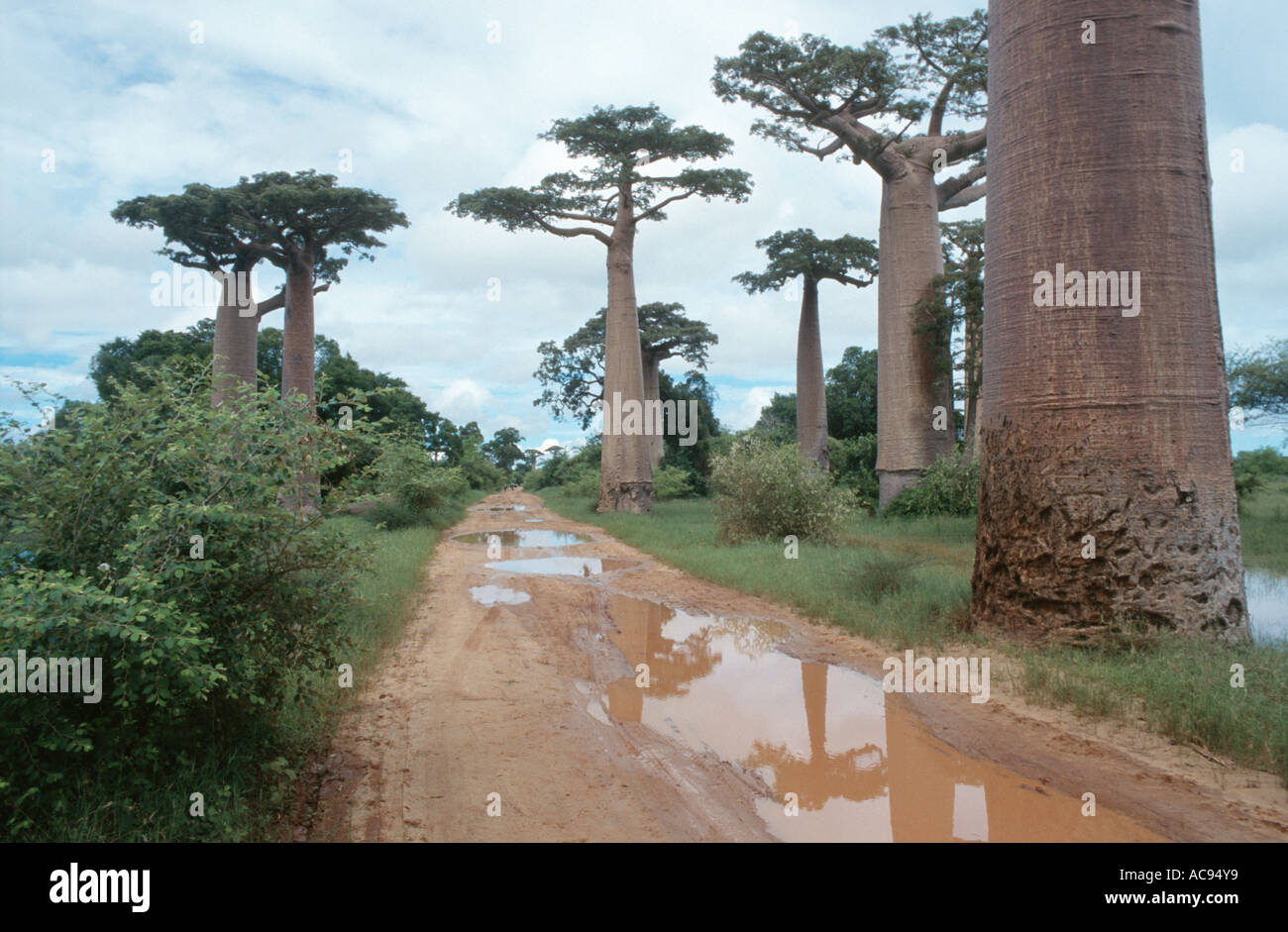 baobab (Adansonia grandidieri), trees in Madagascar at the border of ...