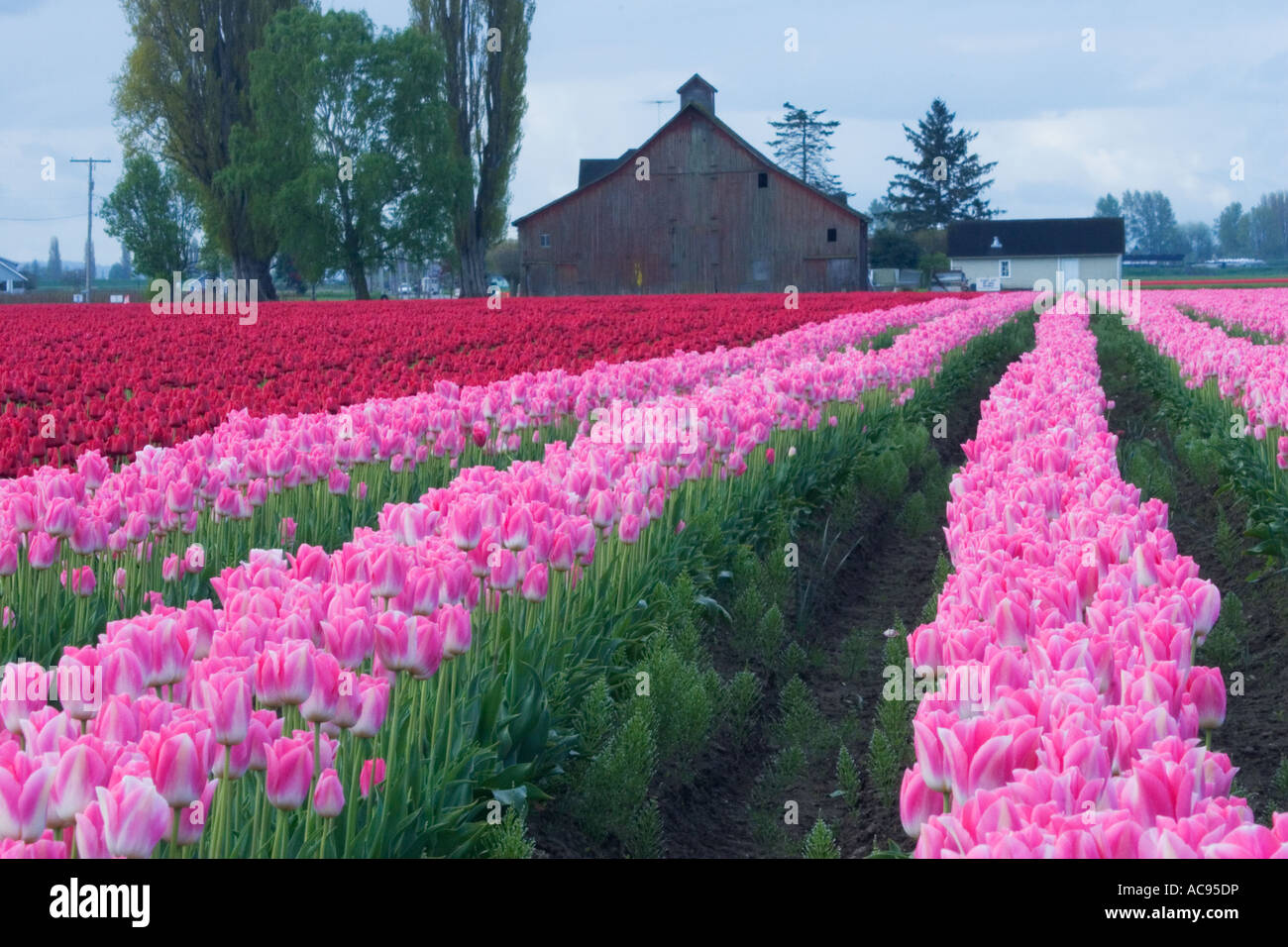 Tulip Field Barn Roozengaarde Flowers Stock Photos Tulip Field
