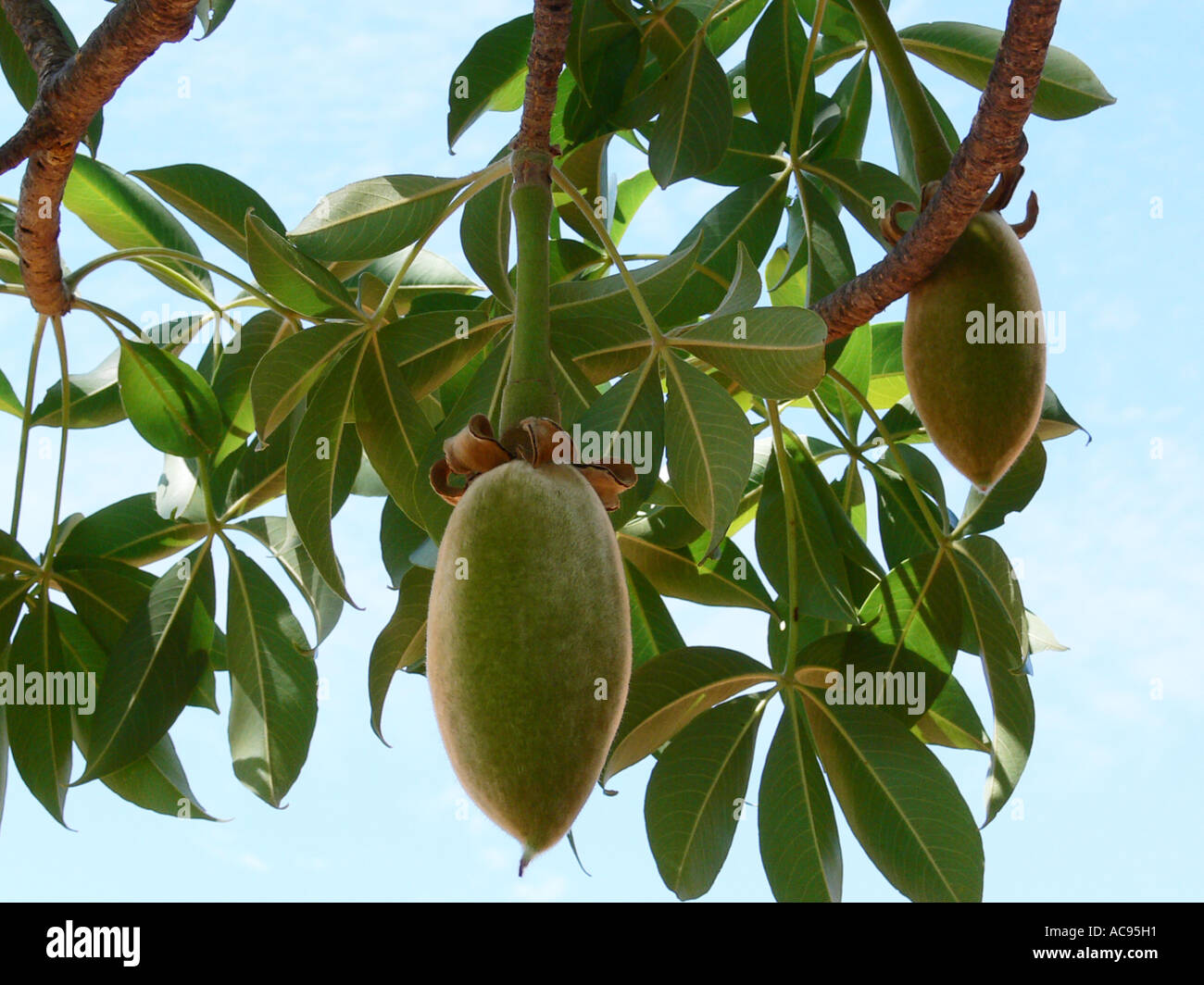 D'appétissants fruits de baobab - Photos Futura