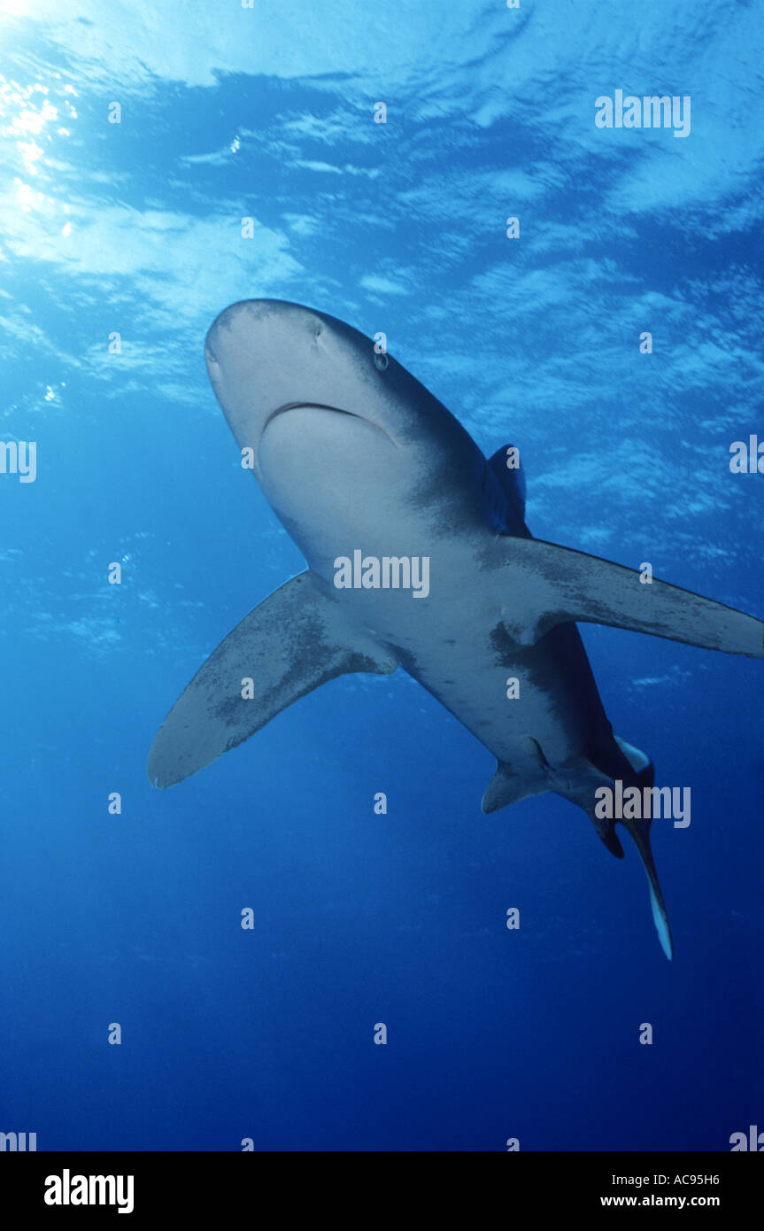 oceanic whitetip shark, whitetip shark, whitetip oceanic shark (Carcharhinus longimanus, Carcharhinus maou), from below, Egypt Stock Photo