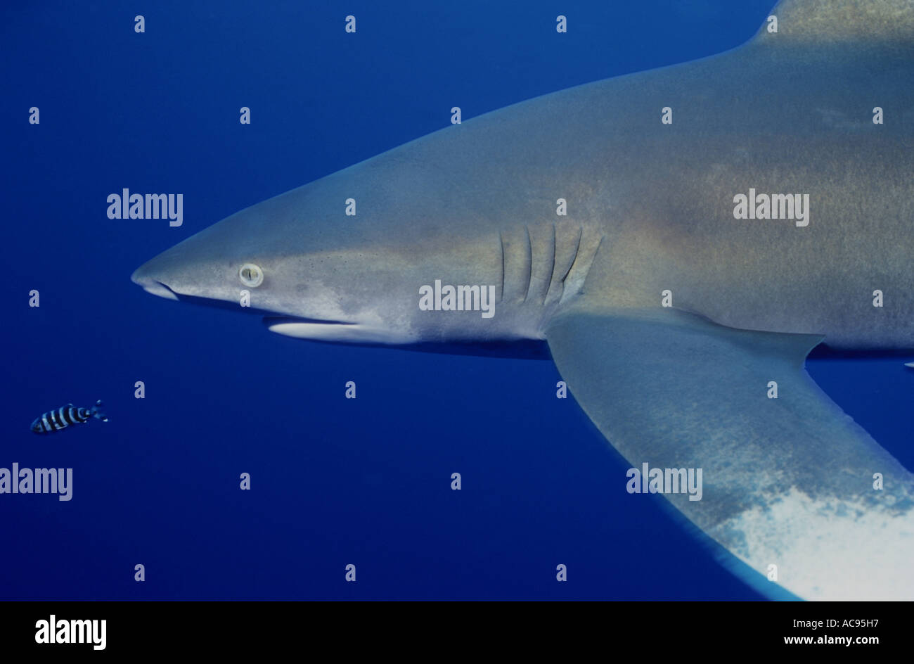 oceanic whitetip shark, whitetip shark, whitetip oceanic shark (Carcharhinus longimanus, Carcharhinus maou), from above Stock Photo