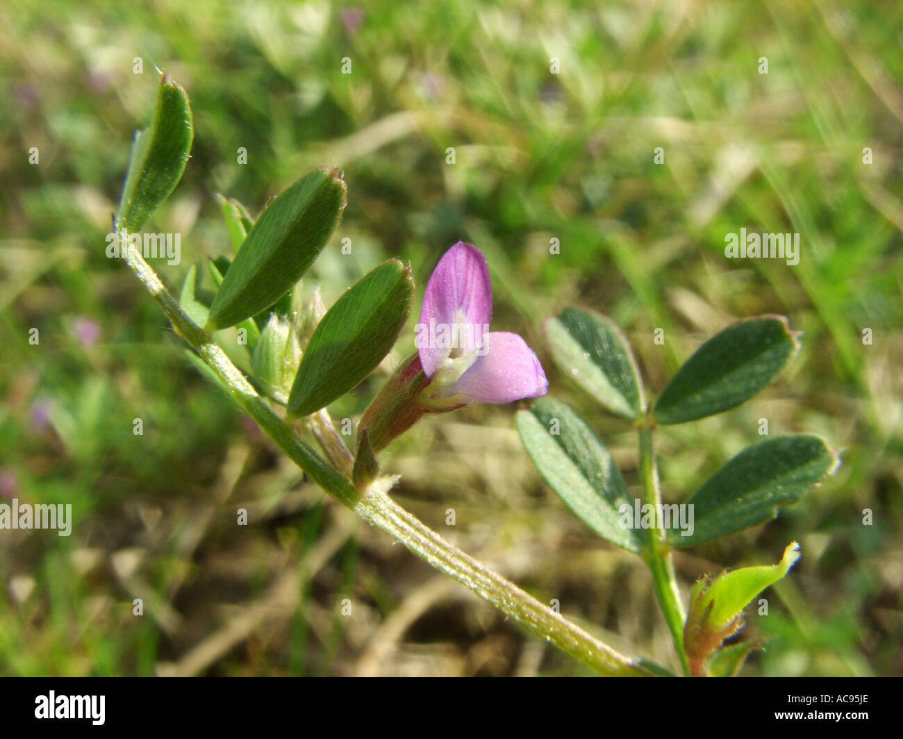 spring vetch (Vicia lathyroides), leaves and flower Stock Photo