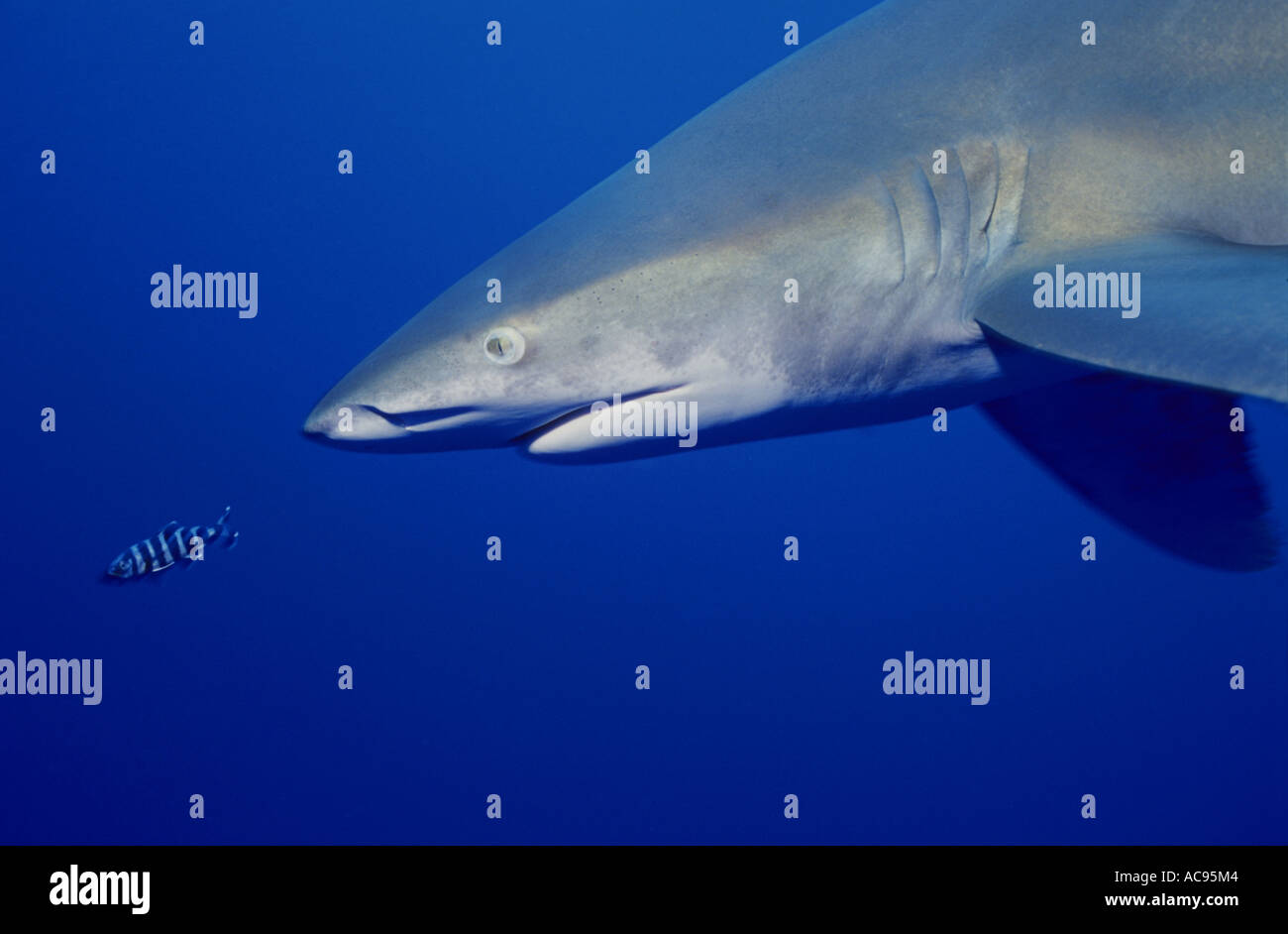 oceanic whitetip shark, whitetip shark, whitetip oceanic shark (Carcharhinus longimanus, Carcharhinus maou), portrait Stock Photo