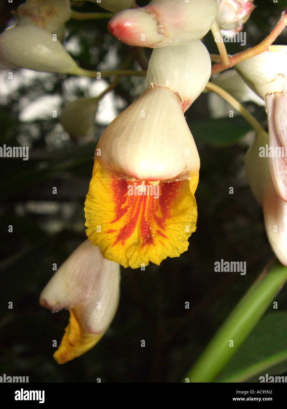 Shell Ginger (Alpinia zerumbet), flower Stock Photo