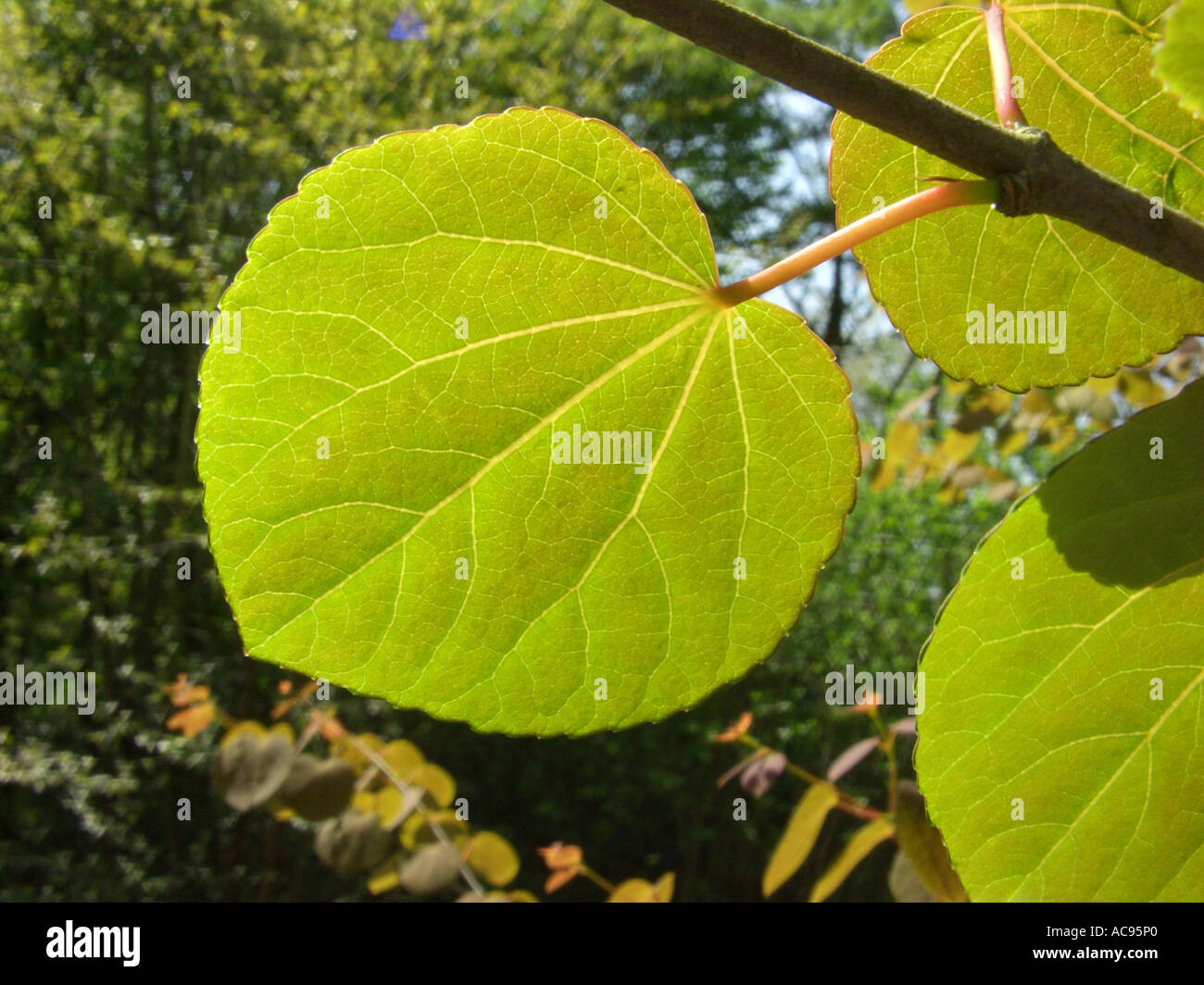 Katsyra Tree katsura tree (Cercidiphyllum japonicum), young leaf in backlight Stock ...