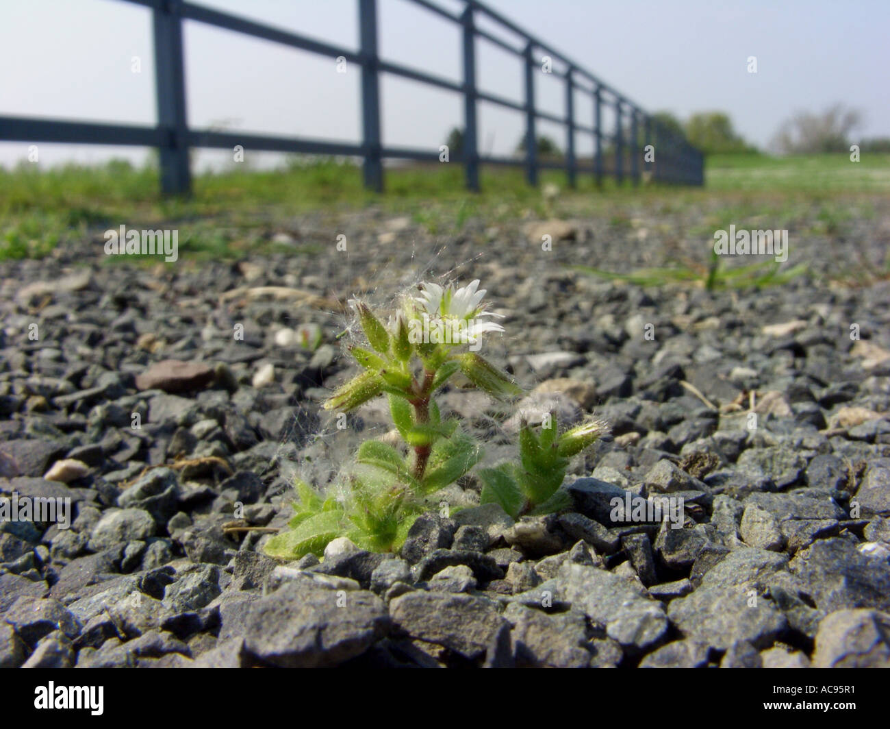 mouse-ear chickweed, sticky mouse-ear (Cerastium glomeratum), plant on gravelly ground on industrial wasteland, Germany, North Stock Photo