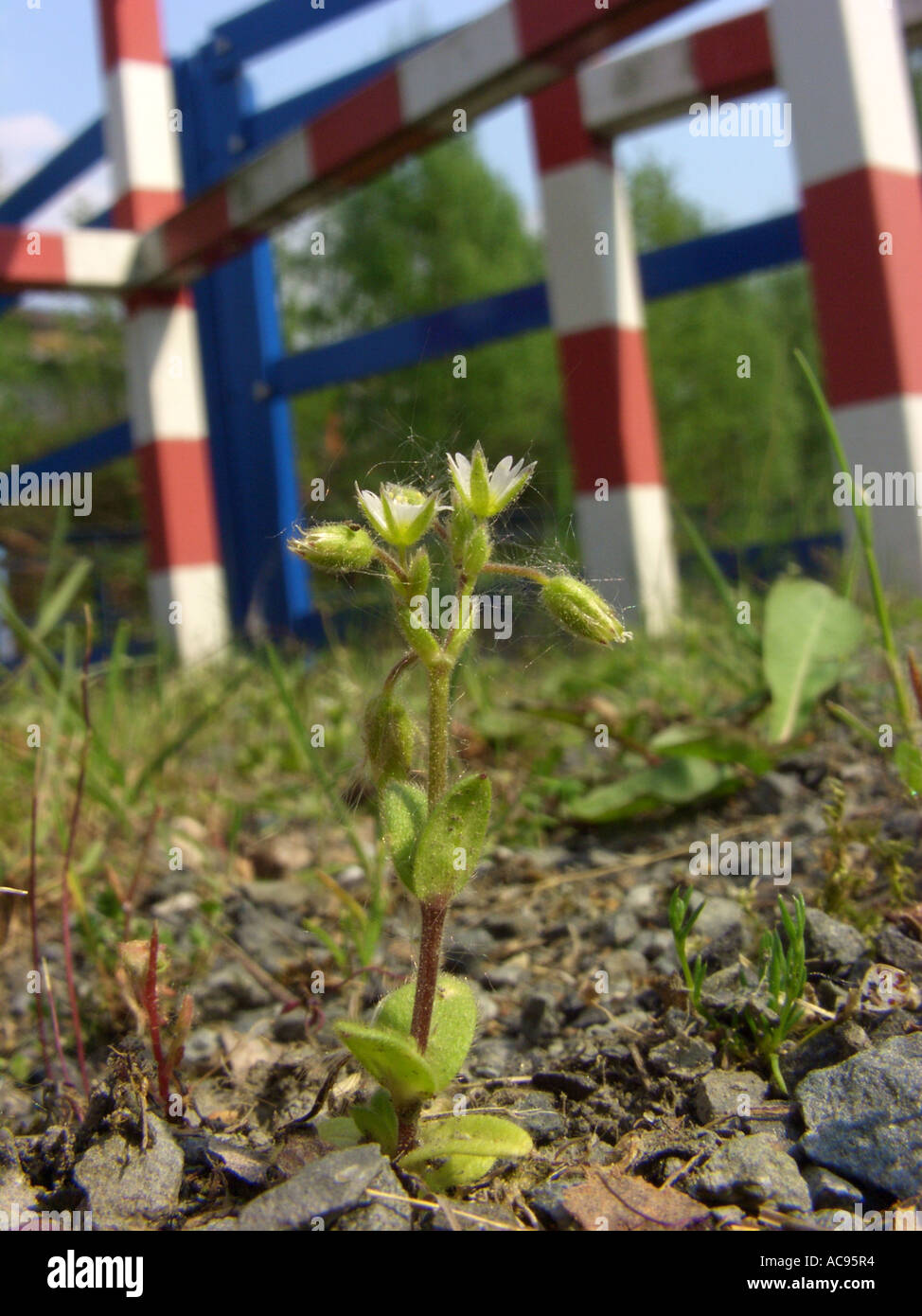 plants on gravelly ground on railway site, Germany, North Rhine-Westphalia, Ruhr Area, Bochum Cerastium glutinosum Stock Photo