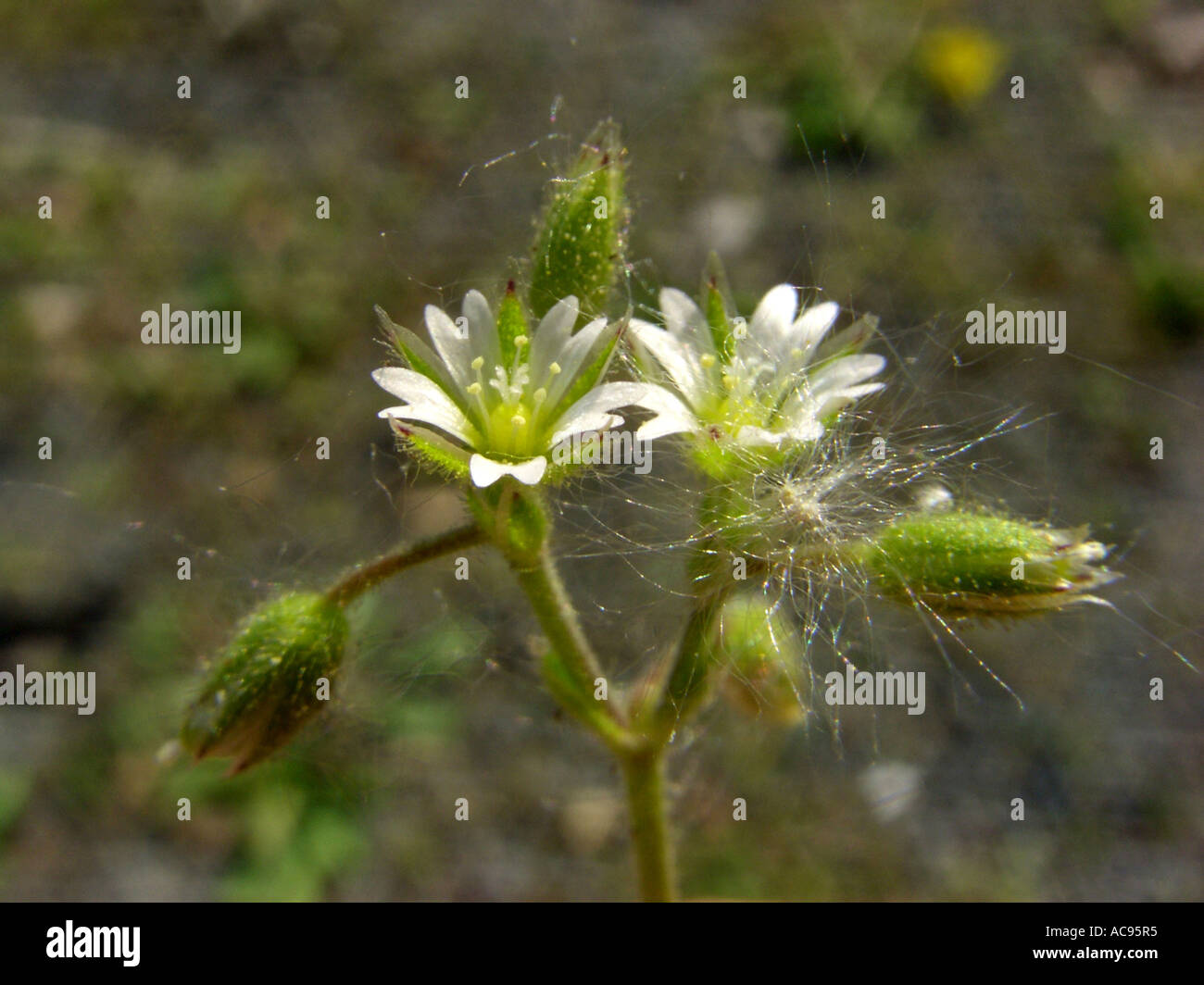 plants on gravelly ground on railway site with fruits of dandelion sticked on it, Germany, North Rhine-Westphalia, Ruhr Area, B Stock Photo