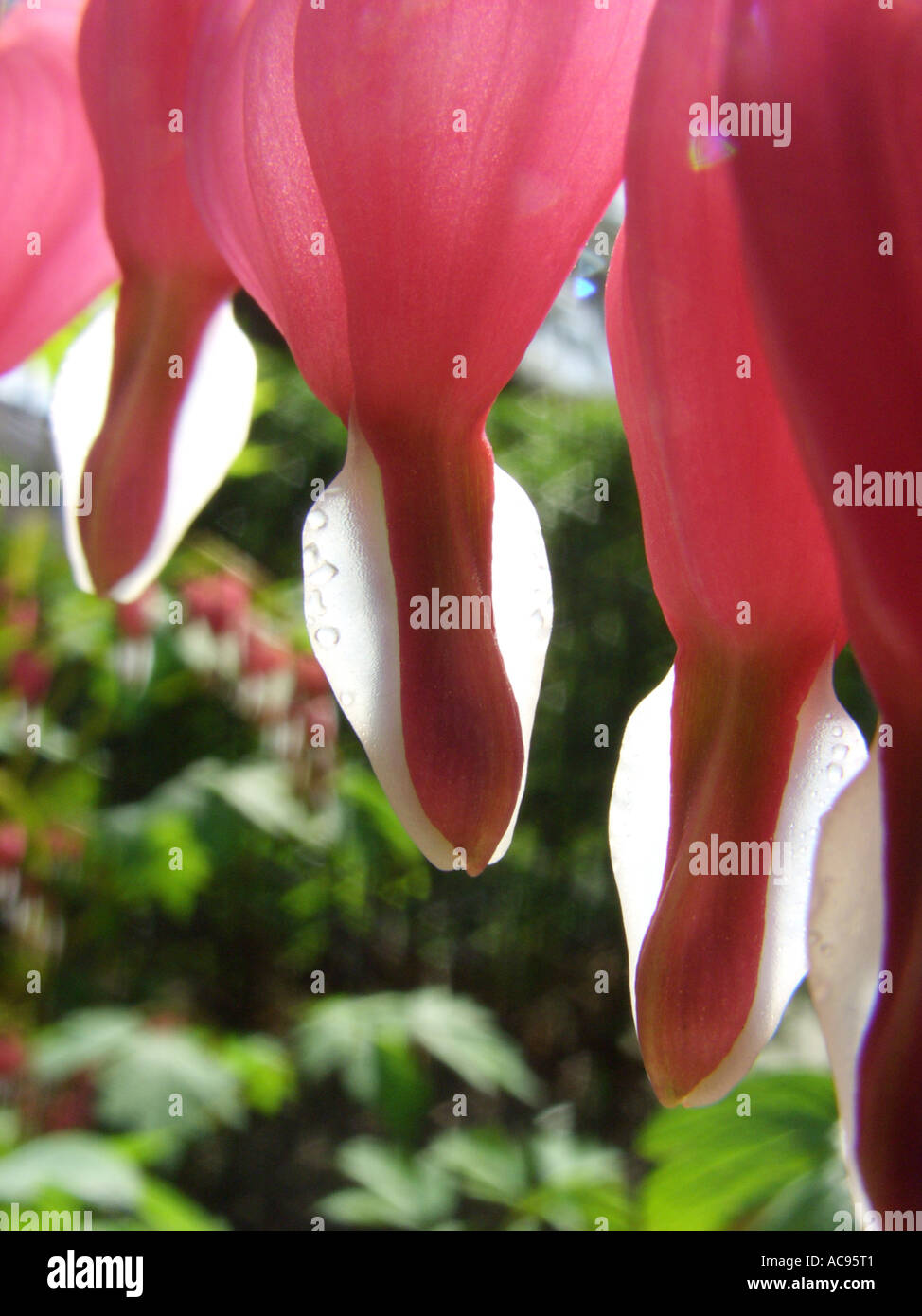 common bleeding heart (Dicentra spectabilis), tip of the flower in backlight Stock Photo