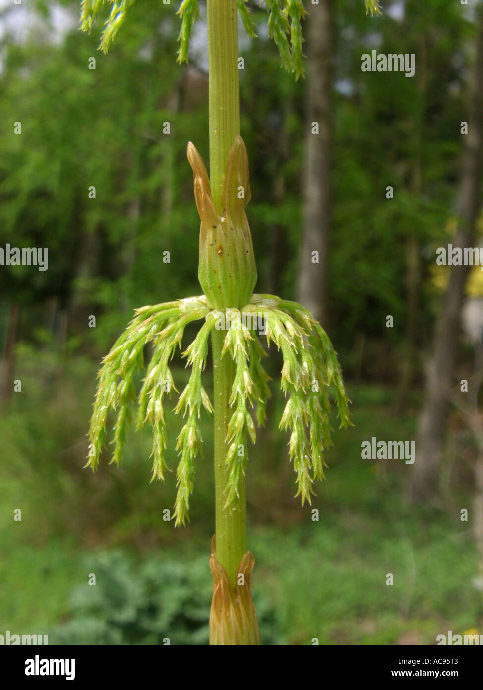 sylvan horsetail, wood horsetail, woodland horsetail (Equisetum sylvaticum), young whorl of twigs Stock Photo